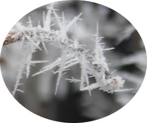 [icy+trees.jpg]