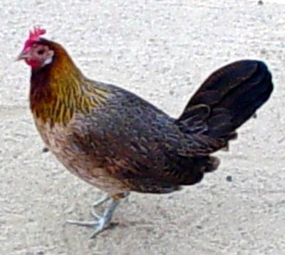 [chicken.JPG]