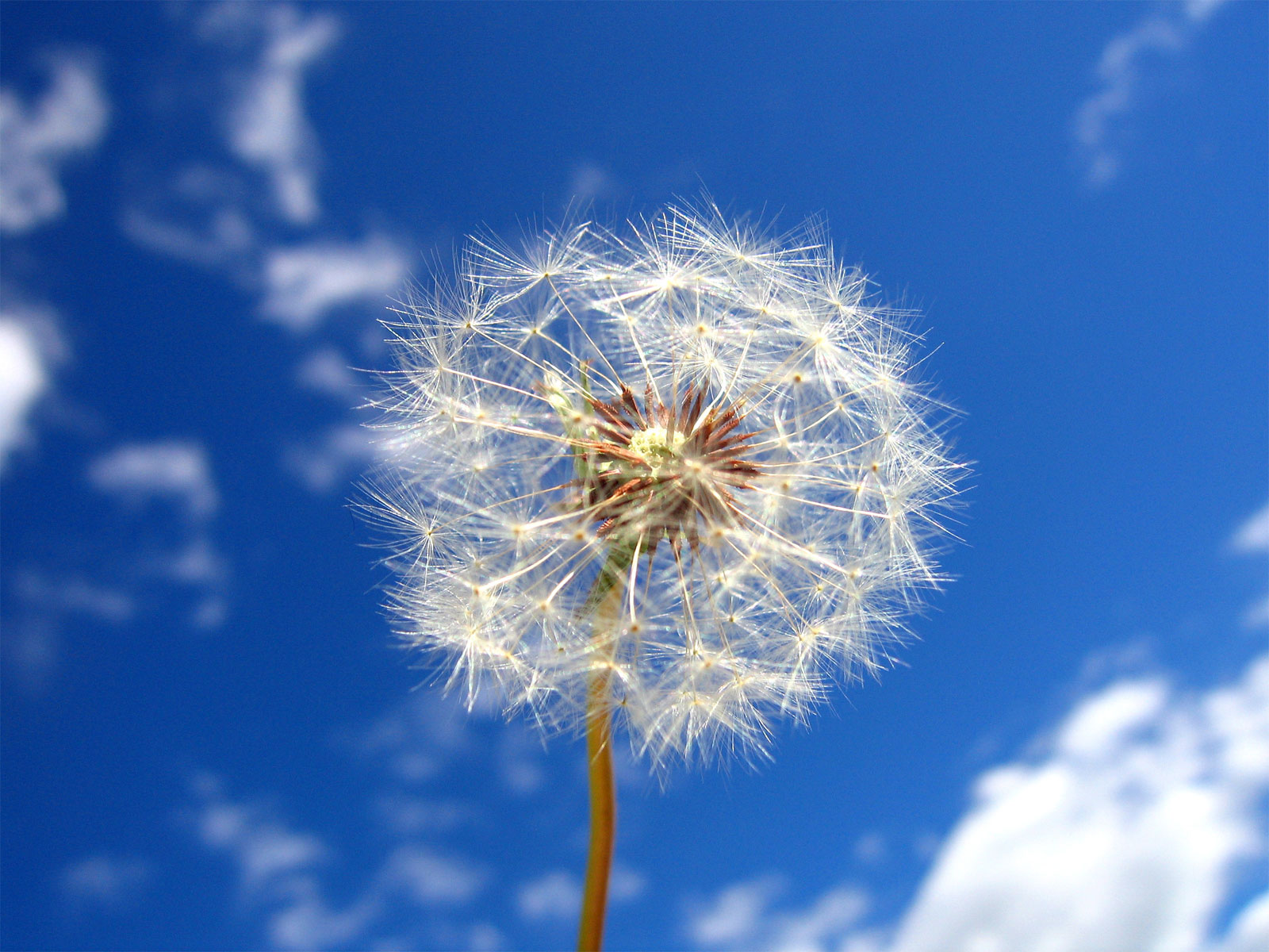 [dandelion.jpg]