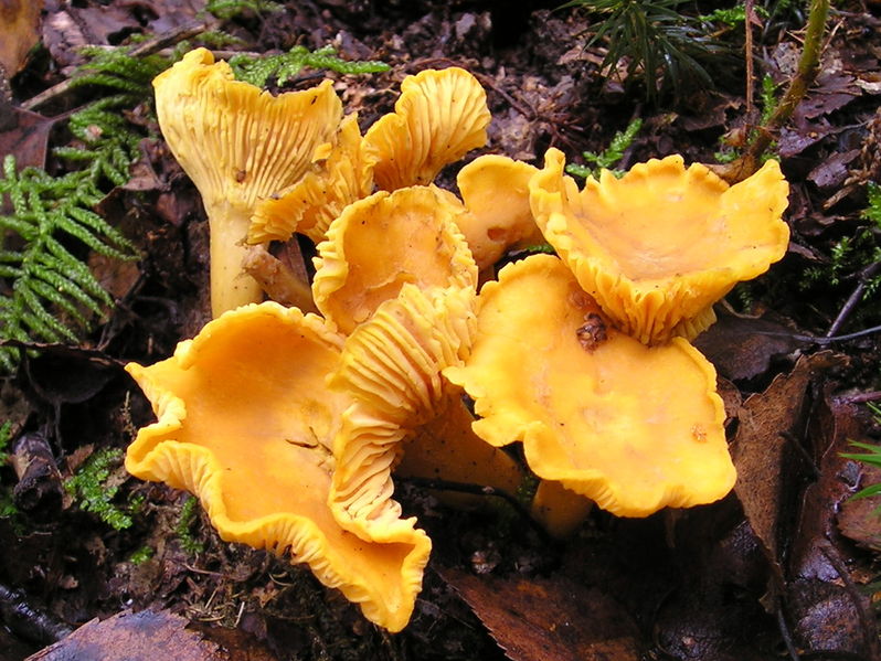 [798px-Chanterelle_Cantharellus_cibarius.jpg]