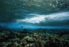 Wave Breaking Over A Coral Reef