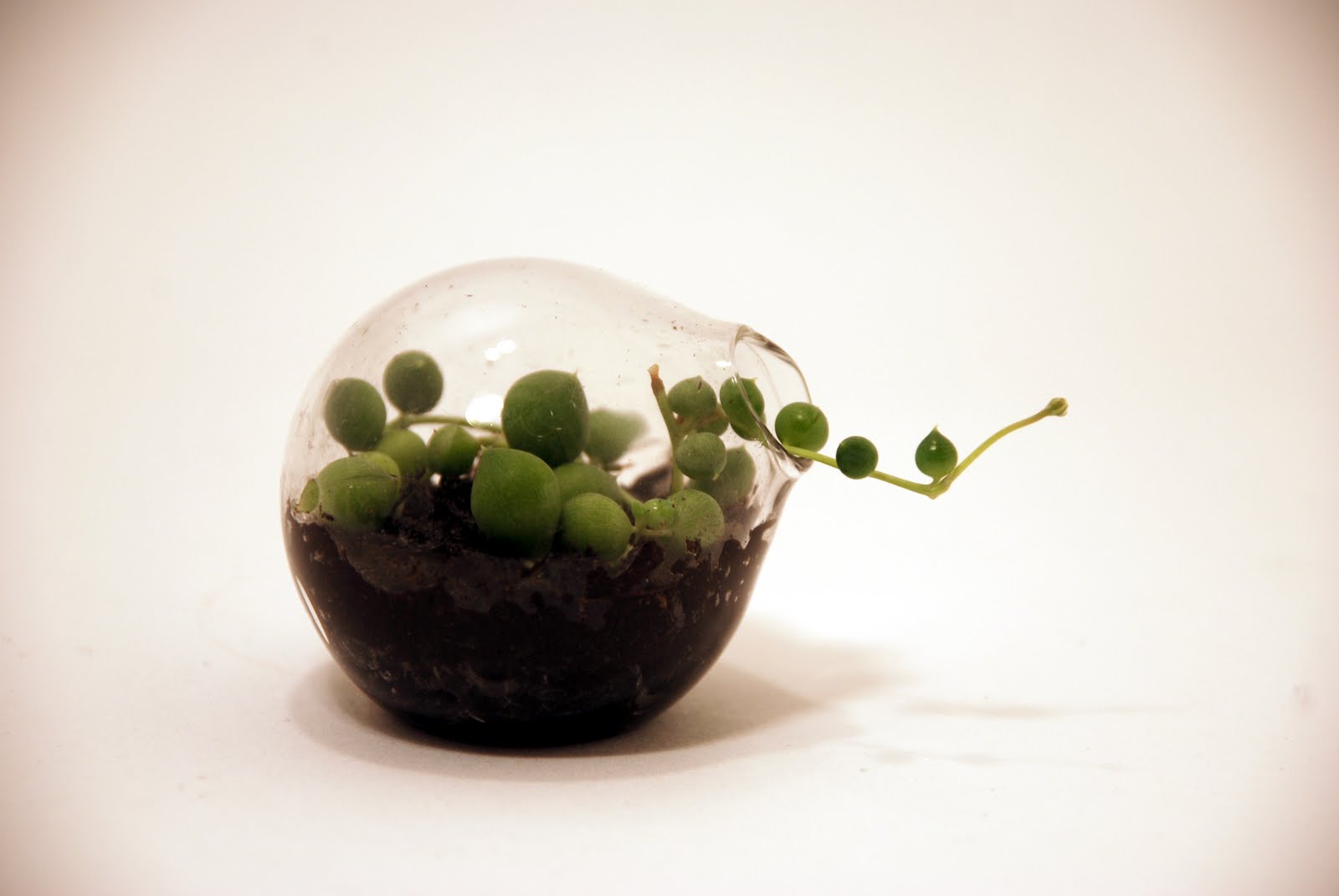 the Garden of Leah Tiniest of Terrariums