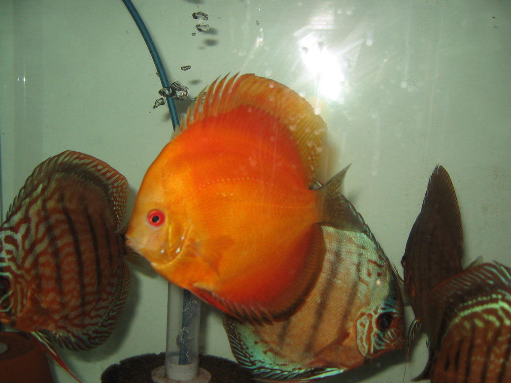 Discus Discus à vendre!