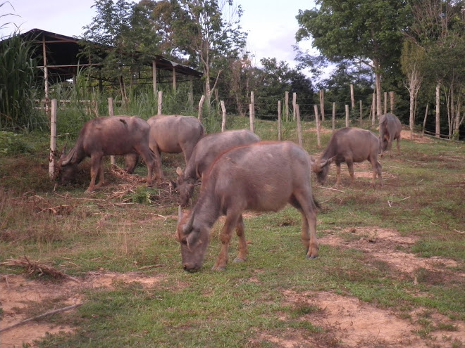 Kerbau Dara