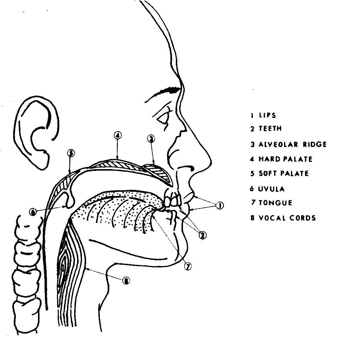 Ventriloquist Meaning In Literature at John Penner blog