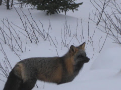 Silver fox painfully close in Baie Comeau