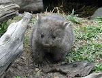 Wombatbaby