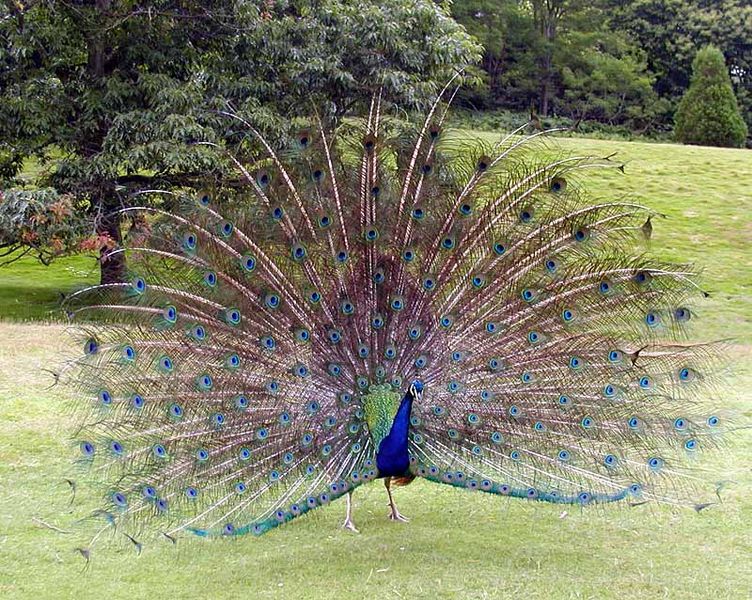 African Peacock