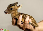 the smallest Gazelle