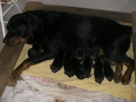 Shyrra, uma bela mamãe.