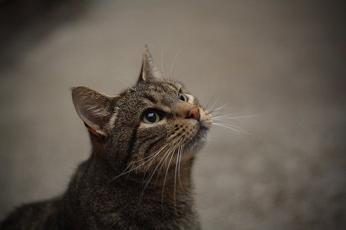 [2219085811_a1c2ddfa5d.jpg]