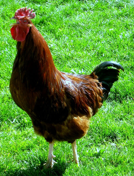 Our Rooster Petunia--Rest In Peace!
