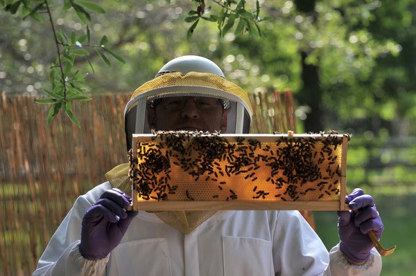 Beginner Beekeeper