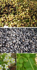 Seeds of Jatropha