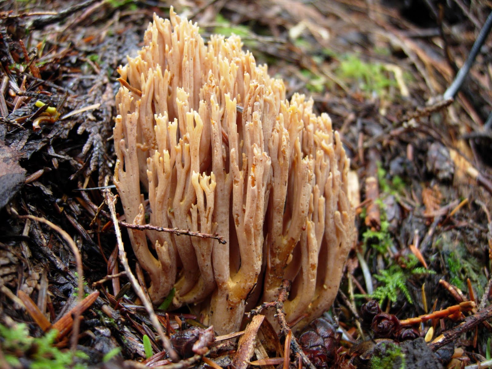 raincountry More Fall Mushrooms