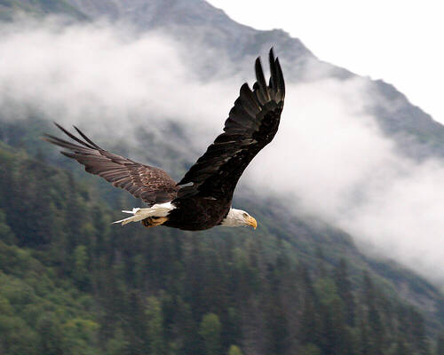 Pics Of Eagles Flying. eagle flying. golden eagle