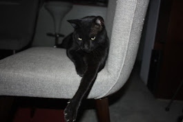gato