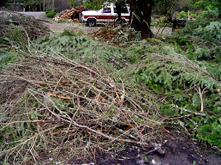 storm damage, burn pile, photo by Robin Atkins