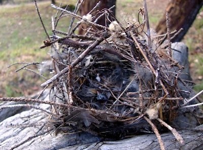 bird's nest, inside view