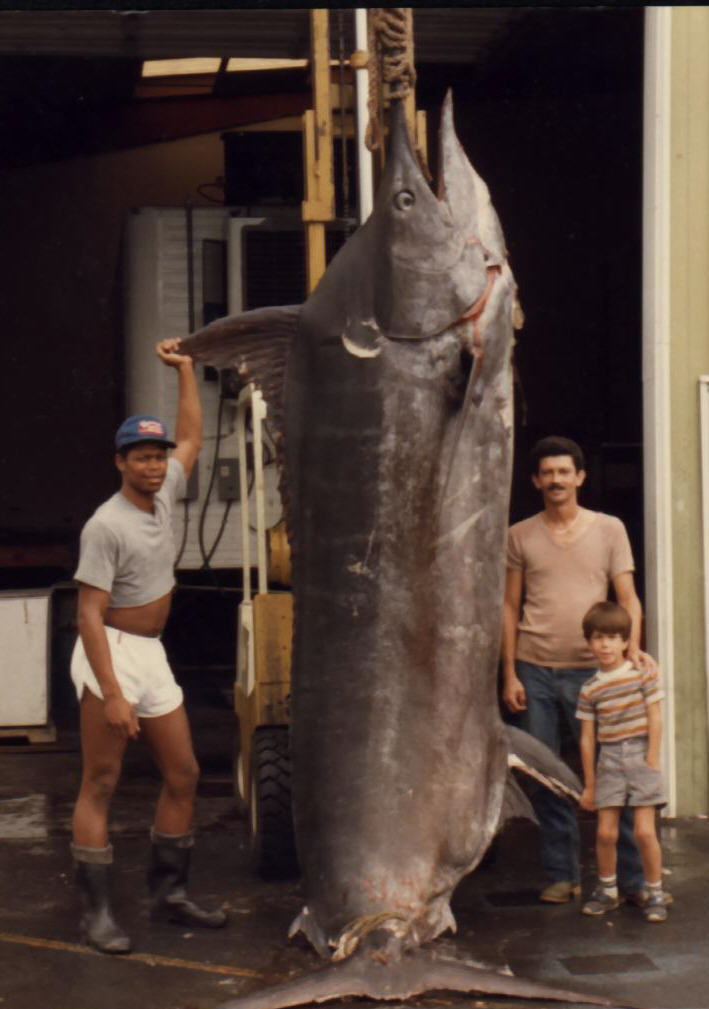 http://3.bp.blogspot.com/_TSvly6B1EI0/R1OQifHIsNI/AAAAAAAAAb4/4MnHdbPs0C4/s1600-R/marlin_maior.jpg