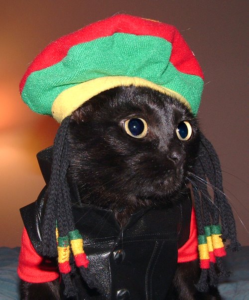 [BobMeowly.jpg]