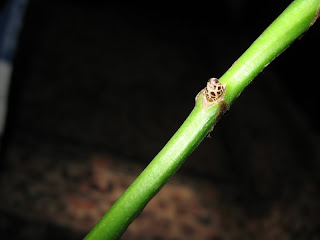 طرق اكثار البوتس  Epipremnum-aureum-aerial+-roots