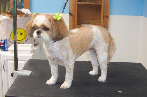 Pictures+of+shih+tzu+haircuts