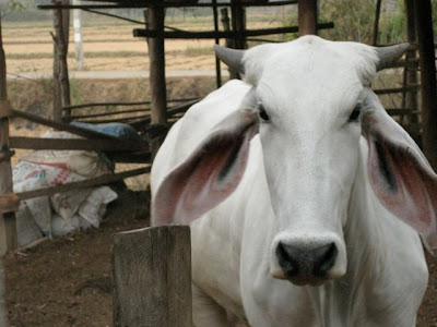 Ox Cow