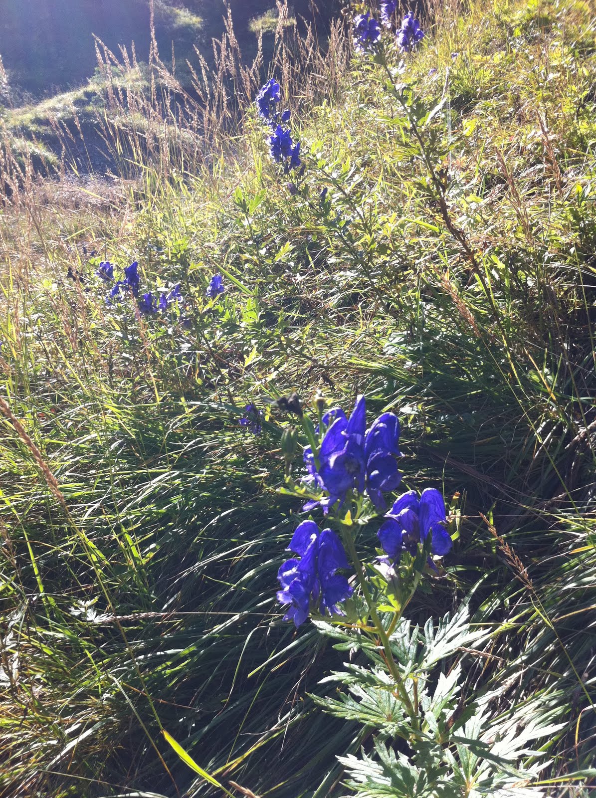 500 Reasons I Love Germany