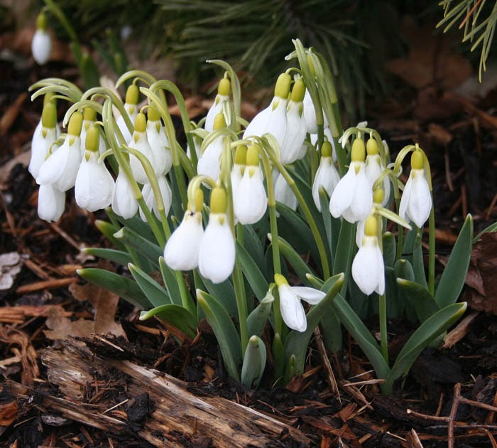Bloomingwriter Gardening in Nova Scotia Gardening by colour White