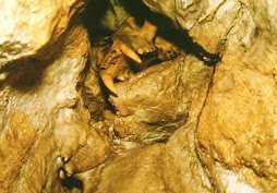 Ursus Arctos (DOUBS)