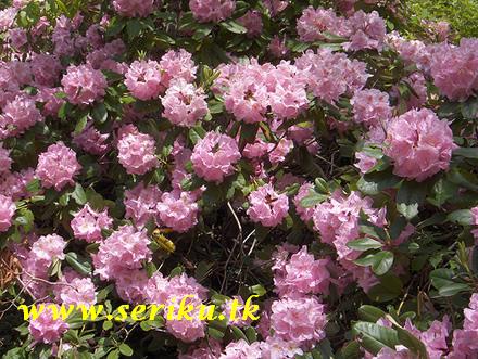 [rhododendron.jpg]