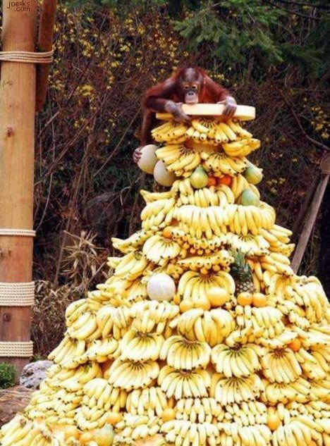 [ZooChristmasTree.jpg]