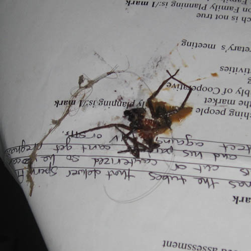 A giant spider en root rwanda