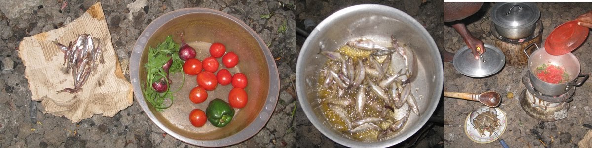Should I Bring My Tomato Plants In Tonight - Tomato Wilt
