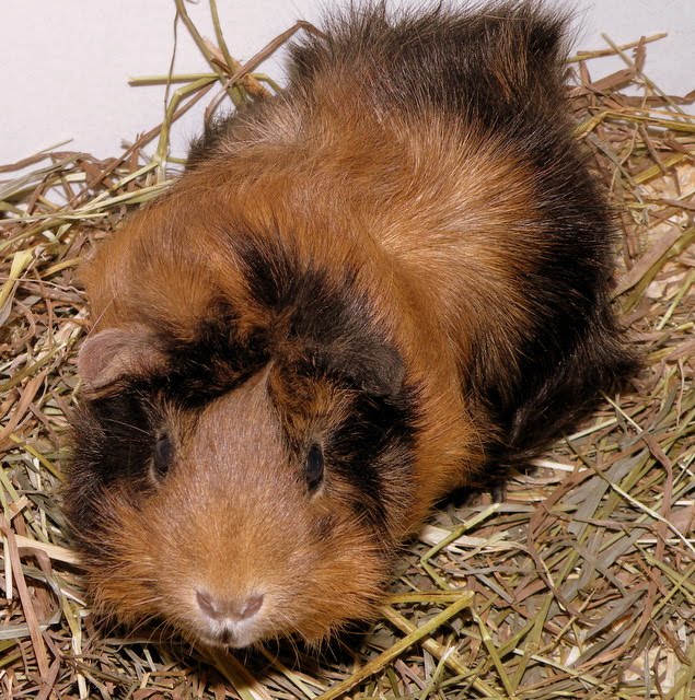 [Ginger2.JPG]