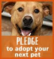 Take the Pledge