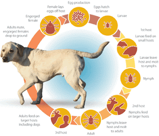 Dog Illness Diagnosis Uk Dog Illness Diagnosis Uk