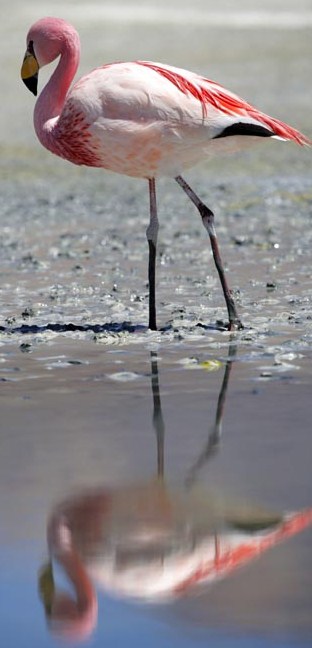 FLAMINGO