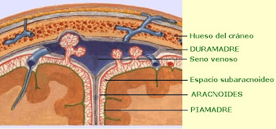 Meninges encefálicas