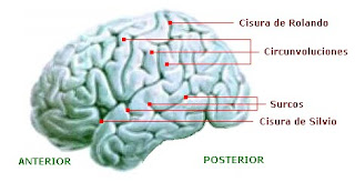 Corteza cerebral