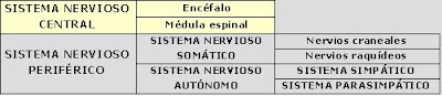 Organización del Sistema Nervioso
