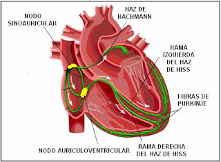 SISTEMA DE CONDUCCIÓN DEL CORAZÓN