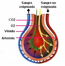 proceso de la hematosis
