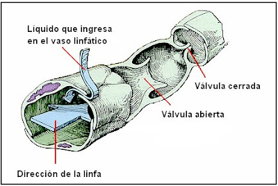 Esquema de un vaso linfático
