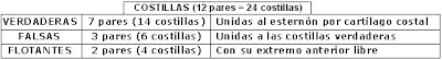nomenclatura de las costillas