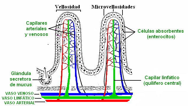 Anatomia Y Fisiologia Del Intestino Delgado Y Grueso Pdf : Free