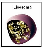 citoplasma, membrana, plasmática, núcleo, mitocondria, cloroplasto, pared, cromosoma, lisosoma, ribosoma, dictiosoma, carioteca, centriolo, plastidos, clorofila, vacuola, mitosis, retículo, endoplasmático, granular, agranular, Golgi, nucleolo, cromatina, ADN, ARN, eucariota, procariota, cilios, desmosoma, poros