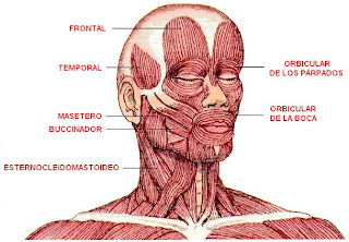 músculos de la cabeza y cuello