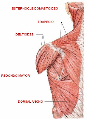 músculos superiores del cuerpo